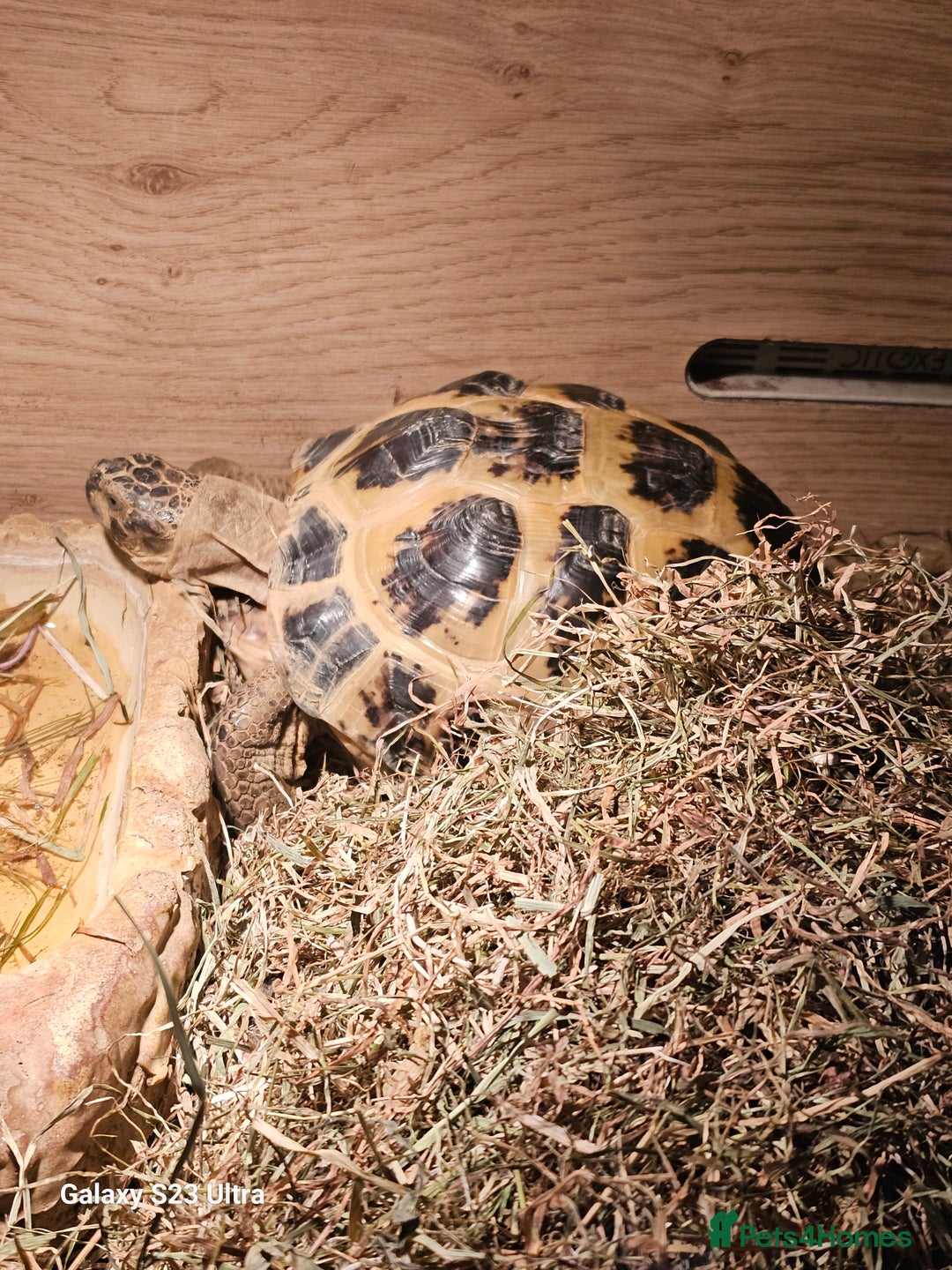 Hermann Tortoise reptiles for sale: Hurmman Tortoise  - Image 5