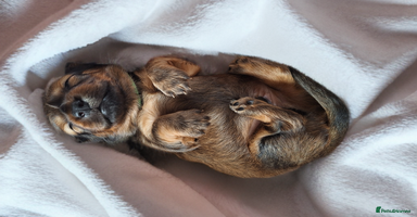 Miniature Dachshund dogs - Advert 10