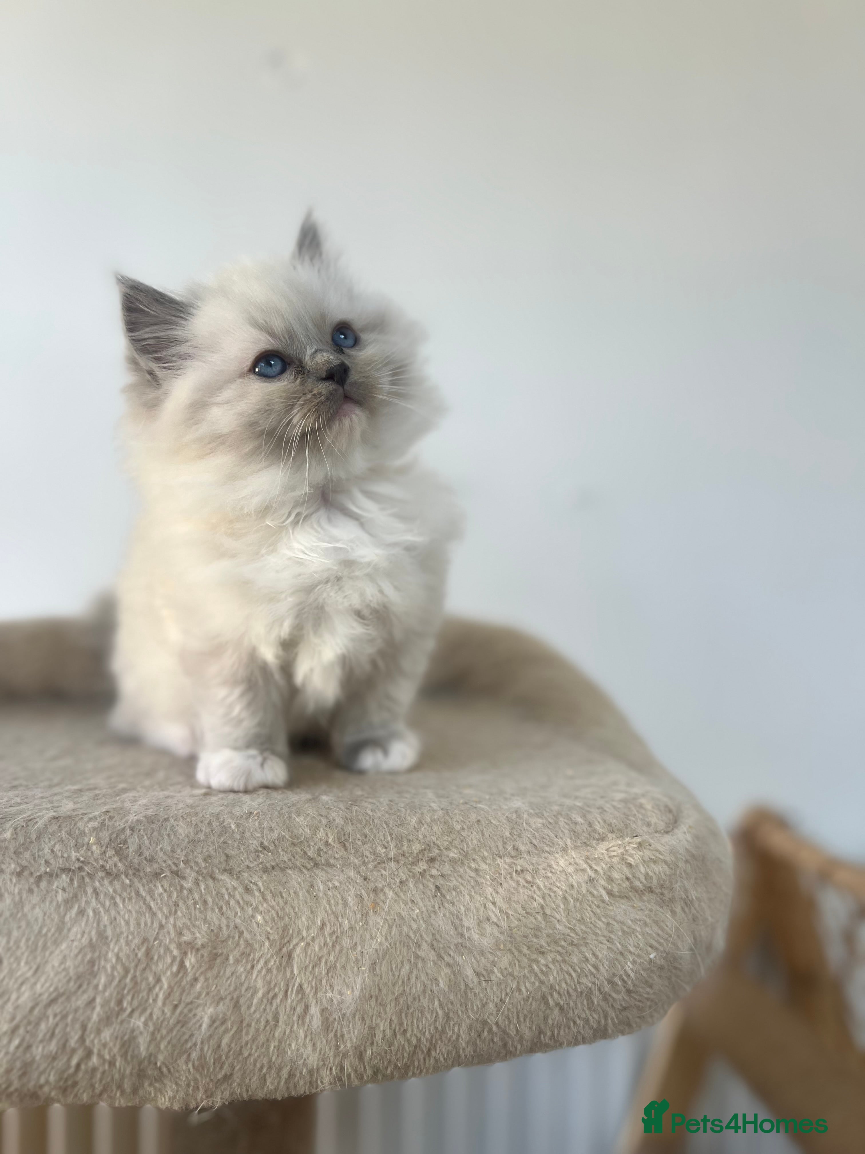 Ragdoll cats for sale: Blue Ragdoll Kittens parents health tested  - Advert 2