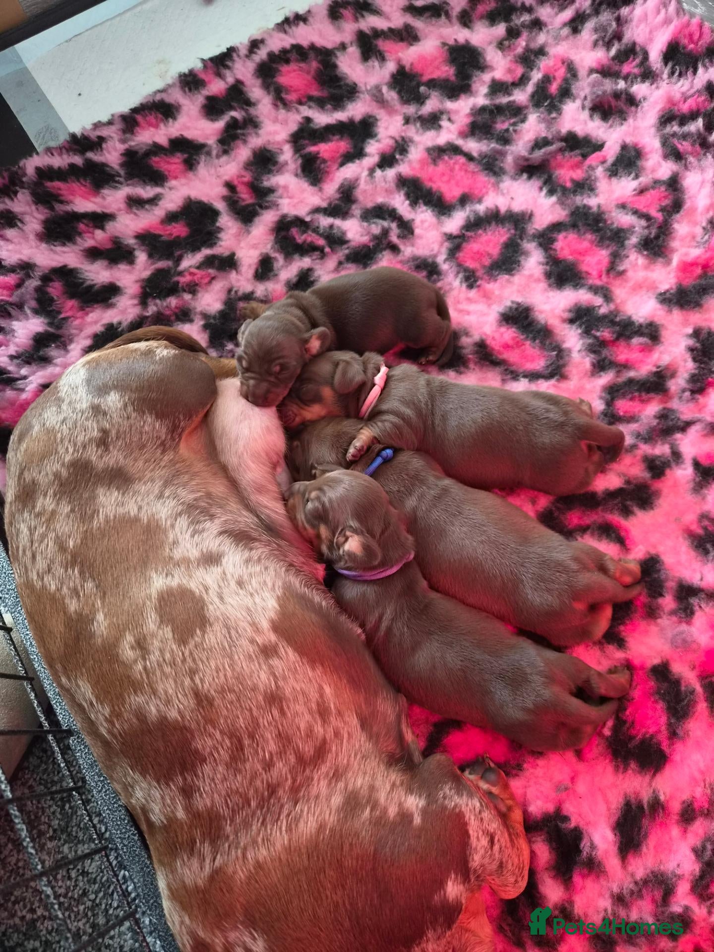 Miniature Dachshund dogs for sale: Stunning chocco mini Daxies 2🩷🩷 2💙💙 - Advert 9