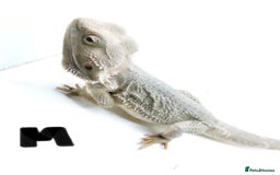 Bearded Dragon reptiles for sale: Hypo Het Zero Het Trans Bearded Dragons  - Image 10
