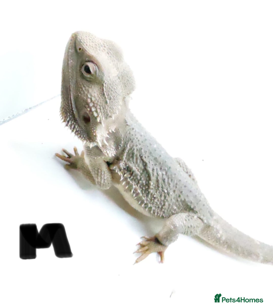 Bearded Dragon reptiles for sale: Hypo Het Zero Het Trans Bearded Dragons  - Image 10