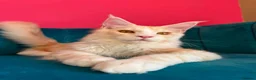 Maine Coon cats for sale: TICA Registered Red Shaded Maine Coon kitten - Advert 11