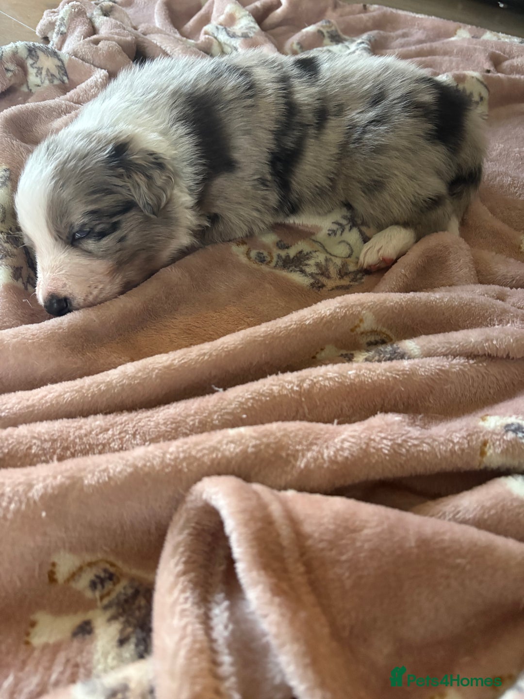 Border Collie dogs for sale: Border collie puppies  - Advert 5