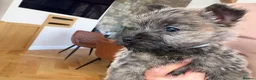 Cairn Terrier dogs for sale: Sweetest Little KC Reg Cairn Terrier Puppies.  - Advert 9