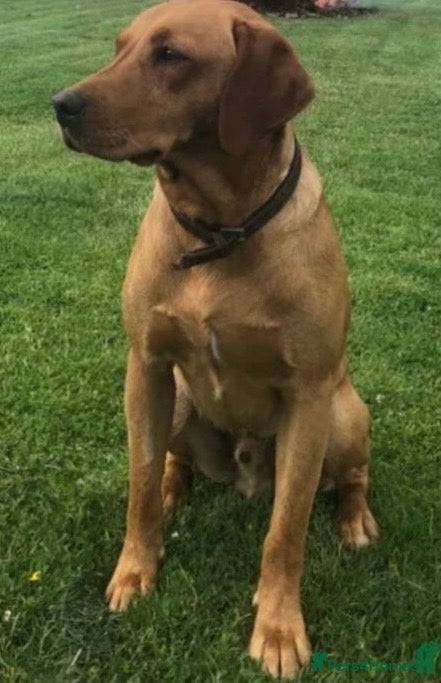 Labrador Retriever dogs Exceptional litter of working Labrador puppies - Advert 2