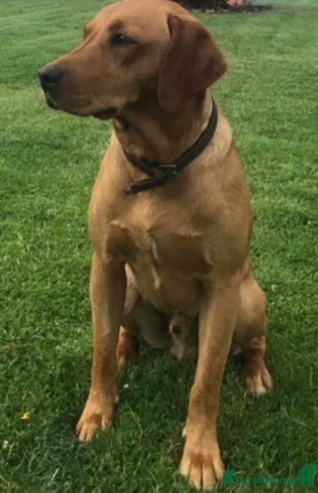 Labrador Retriever dogs for sale: Exceptional litter of working Labrador puppies - Advert 2