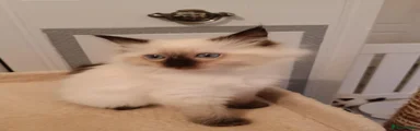 Ragdoll 3