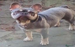 French Bulldog dogs for sale: KC Reg French Bulldog for sale  - Image 1