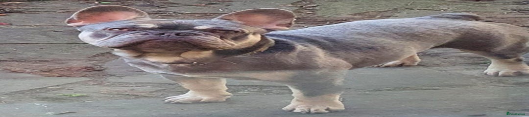 French Bulldog Puppy 1