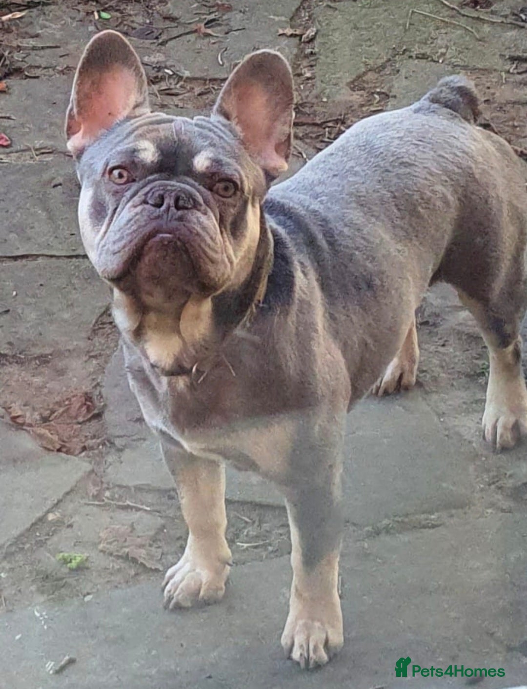 French Bulldog dogs for sale: KC Reg French Bulldog for sale  - Image 1