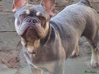French Bulldog dogs - Advert 29