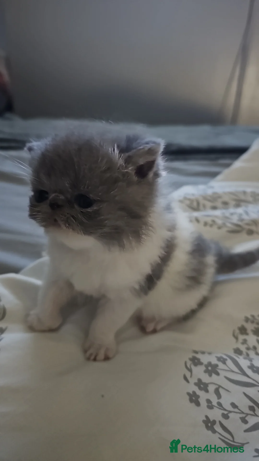Persian cats for sale: Stunning persians  - Advert 2