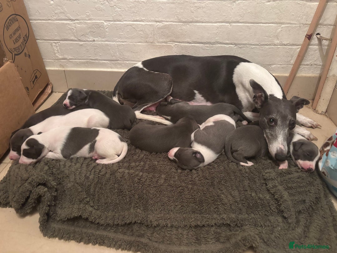 Whippet dogs for sale: Wonderful whippets  - Advert 4