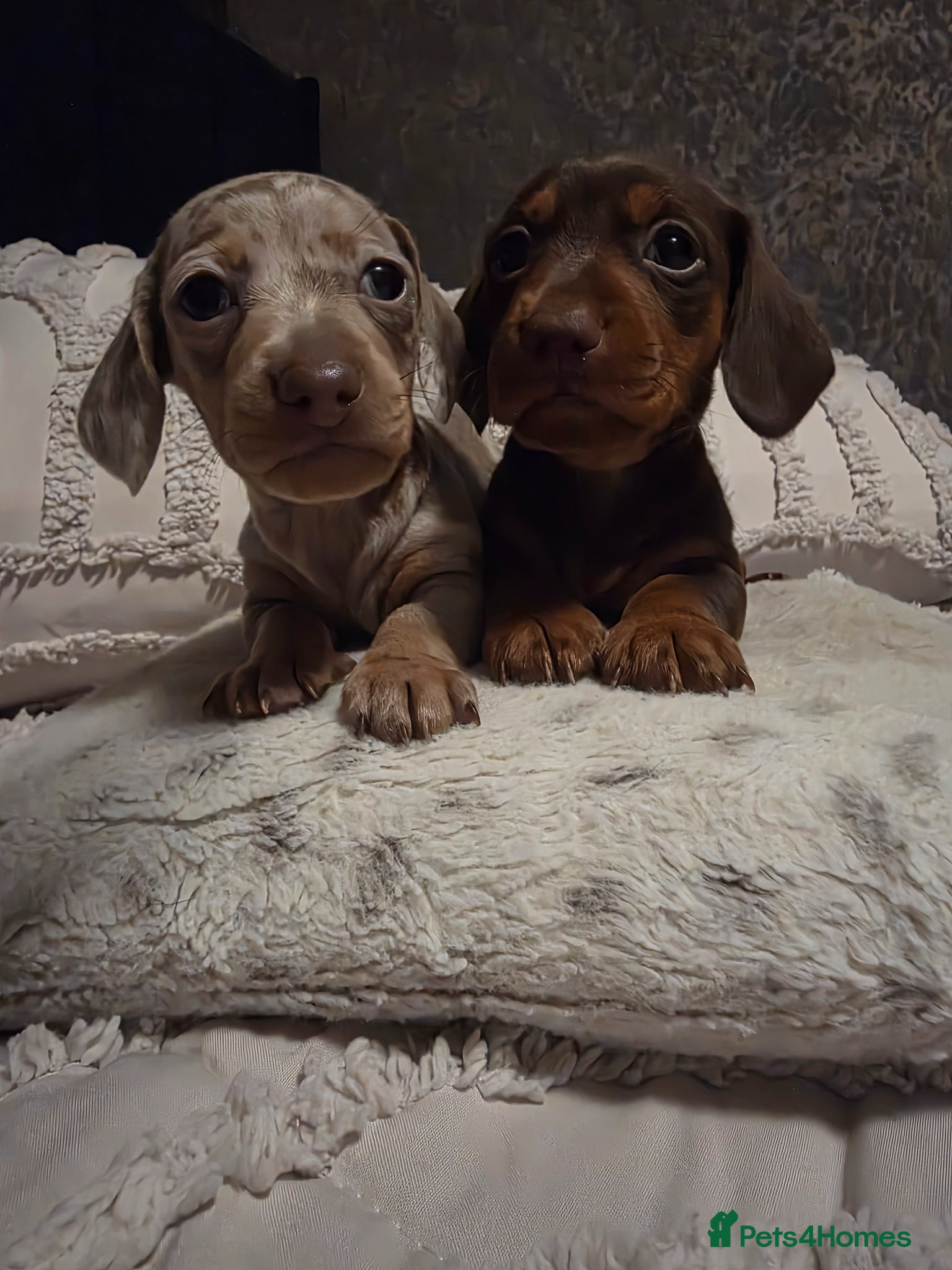 Miniature Dachshund dogs Miniature dachshund puppies x 2 - Advert 7