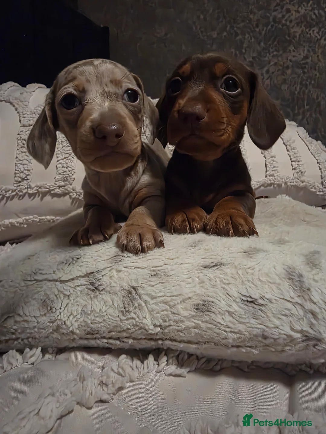 Miniature Dachshund dogs for sale: Miniature dachshund puppies x 2 - Advert 1