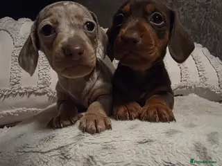 Miniature Dachshund dogs Miniature dachshund puppies x 2 - Advert 7