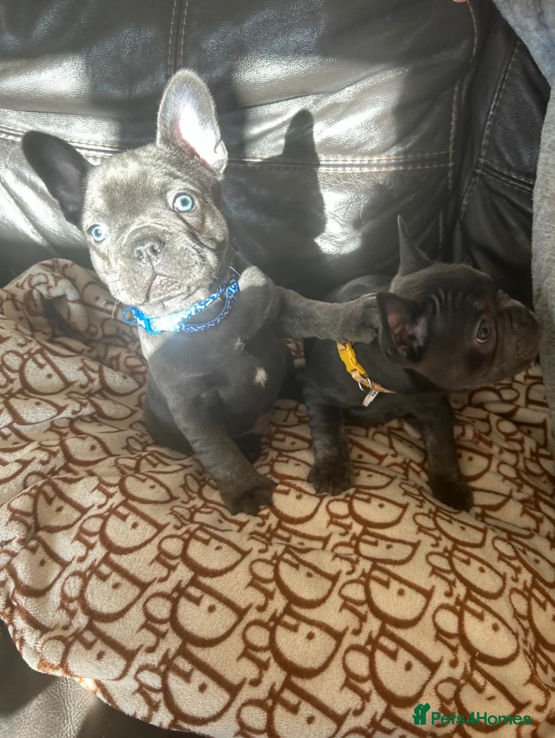 French Bulldog dogs for sale: 🐾French Bulldog Puppies – Ready for Loving Homes - Advert 1