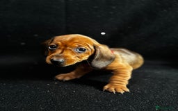Dachshund dogs for sale: Miniature Dachshund Puppies  - Image 4