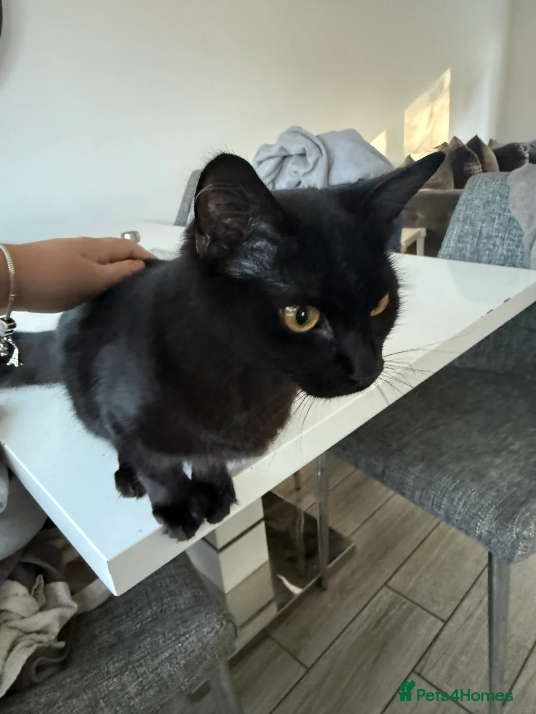 Mixed Breed cats for sale: Black mixed breed cat   - Advert 2