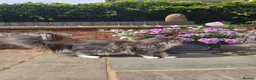 Maine Coon cats for sale: GCCF female maine coon - Advert 3