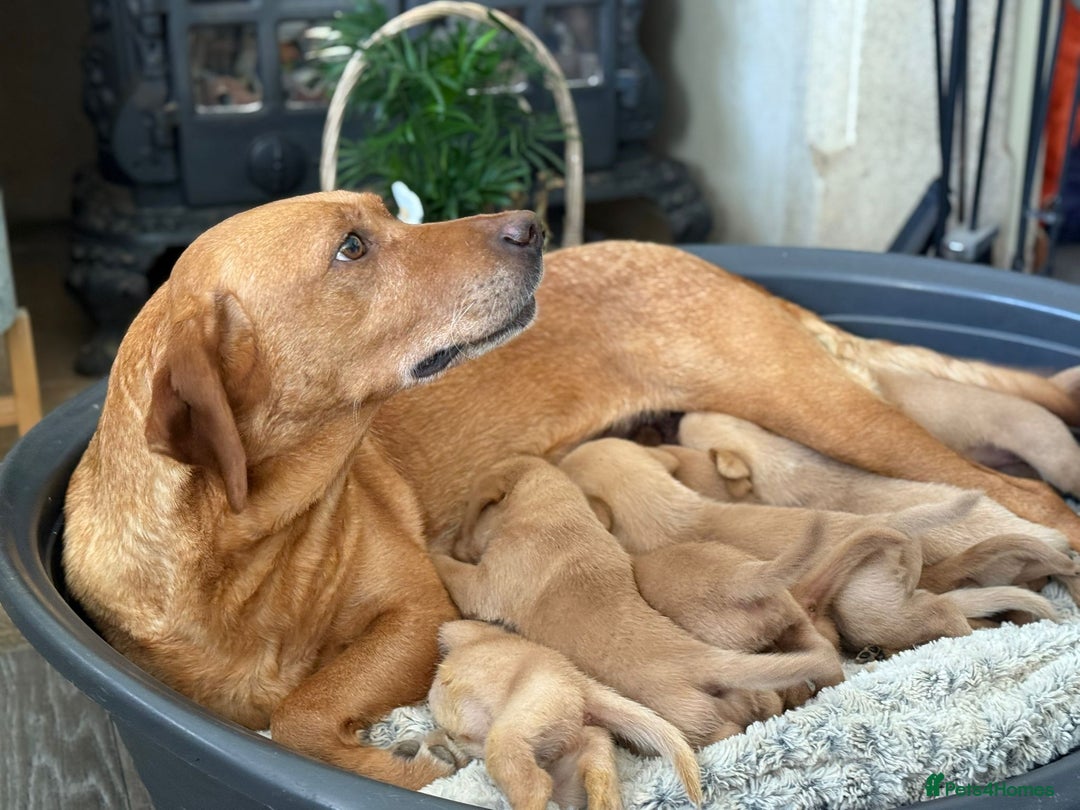 Labrador Retriever dogs for sale: Dark Red and Yellow KC reg DNA Clear Lab Puppies - Image 13