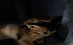 Abyssinian cats for sale: Champion Line Abyssinian Kittens - Reserve Today! - Image 11