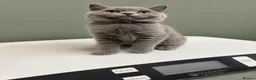 British Shorthair cats for sale: READY NOW 💙 Blue British Shorthair Kittens 💙 - Advert 14