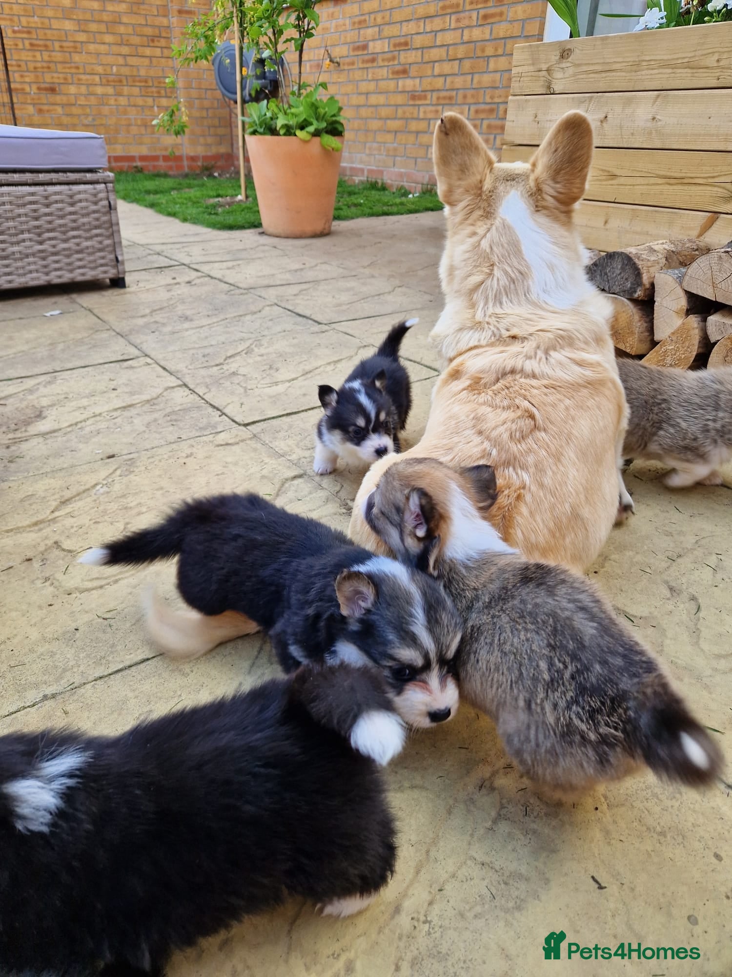 Welsh Corgi Pembroke dogs 8 Beautiful Kc Welsh Corgi puppies ready soon... - Advert 2