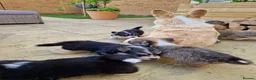 Welsh Corgi Pembroke dogs for sale: 8 Beautiful Kc Welsh Corgi puppies ready soon... - Advert 2