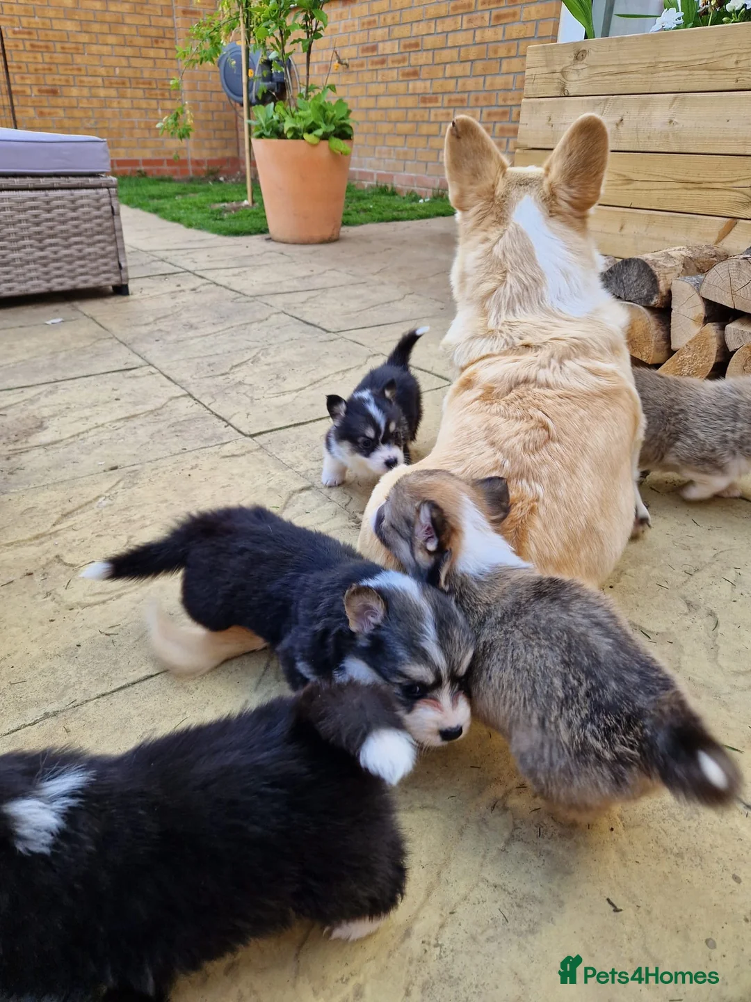 Welsh Corgi Pembroke dogs for sale: 8 Beautiful Kc Welsh Corgi puppies ready soon... - Advert 2