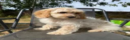 Cockapoo dogs for sale: Gorgeous cockapoo puppies  - Advert 10