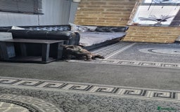 Staffordshire Bull Terrier dogs for sale: Black brindle staffordshire bull terrier male - Advert 4