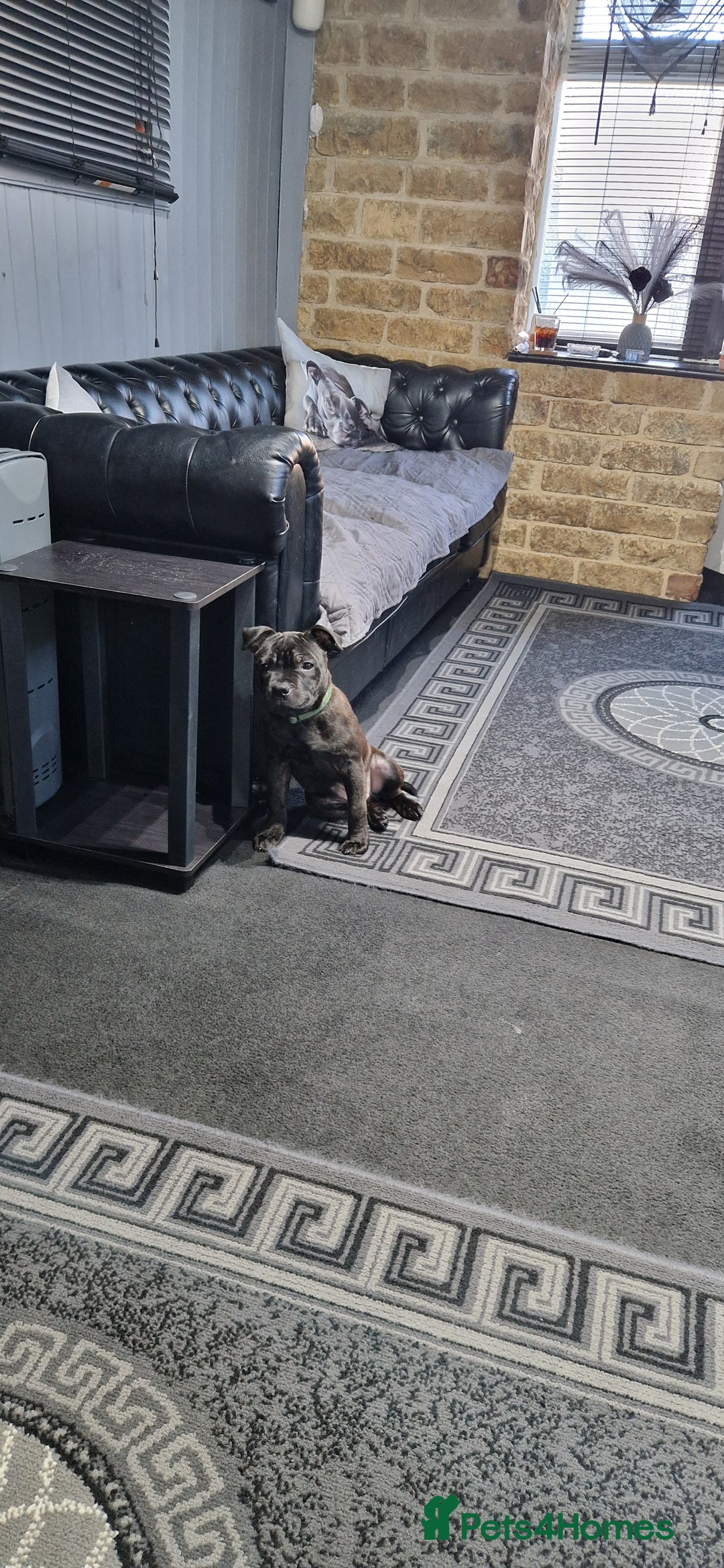 Staffordshire Bull Terrier dogs for sale: Black brindle staffordshire bull terrier male - Advert 4