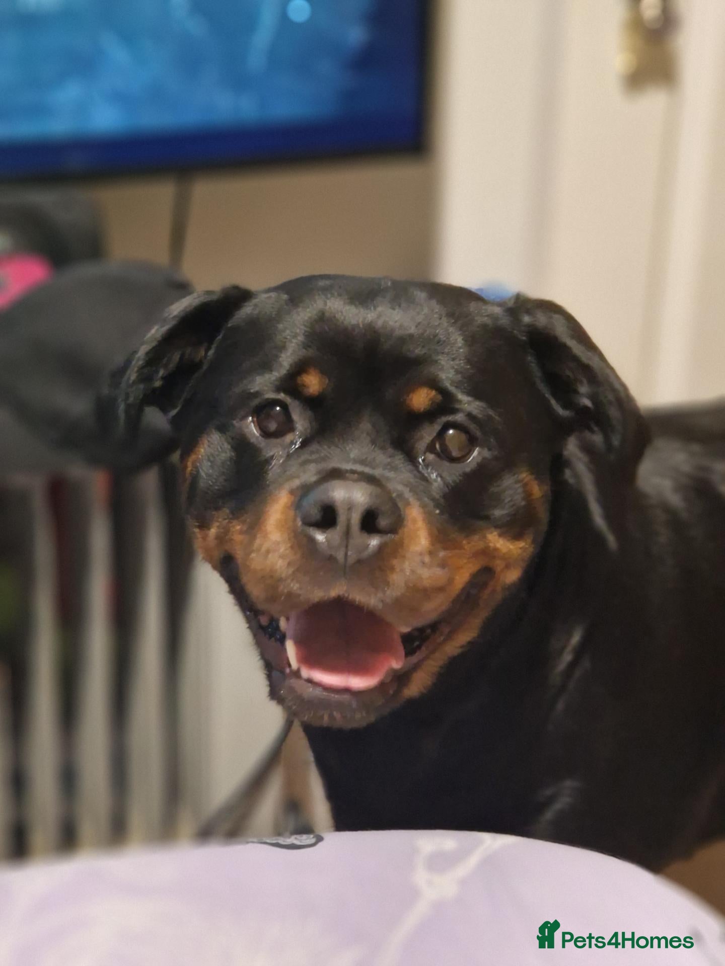 Rottweiler dogs Female rottweiler  - Advert 7