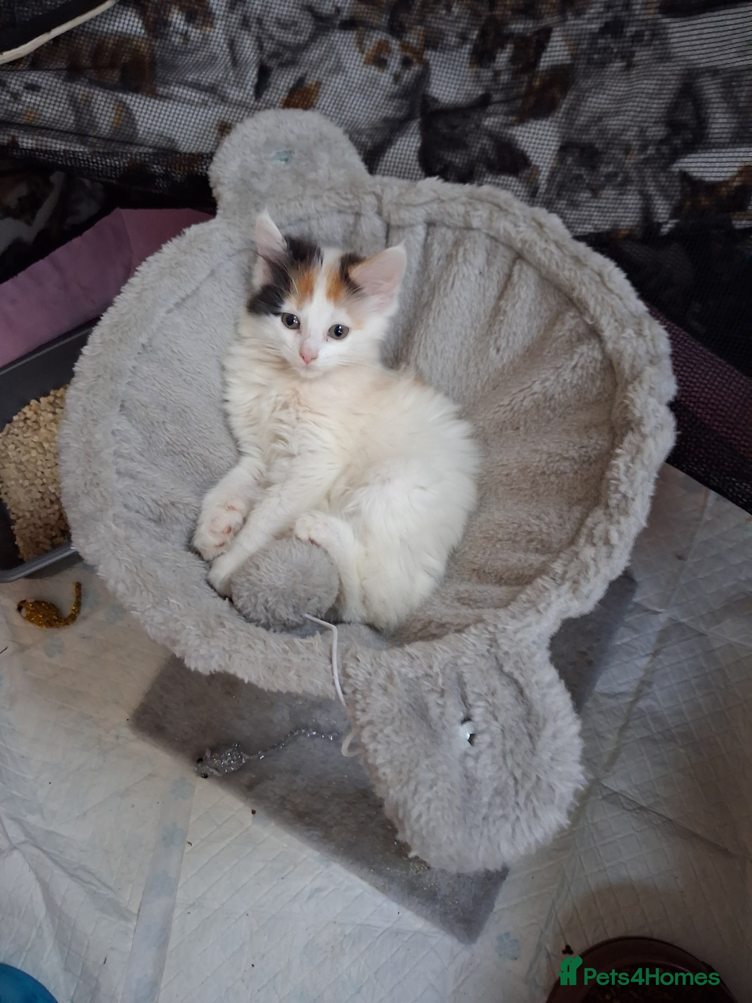 Mixed Breed cats Gorgeous calico long haired kitten - Advert 1