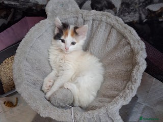 Mixed Breed cats Gorgeous calico long haired kitten - Advert 1