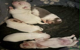 Chihuahua dogs for sale: Kc registered chihuahua pups  - Image 16