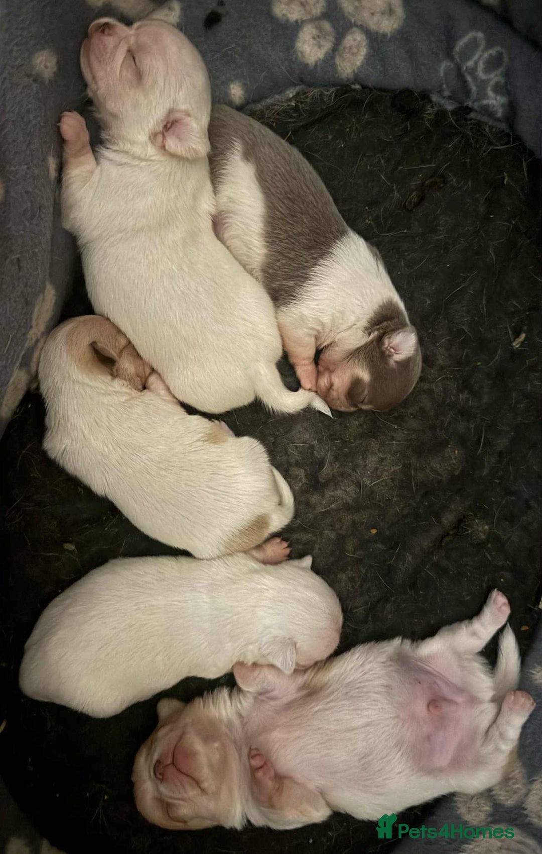 Chihuahua dogs for sale: Kc registered chihuahua pups  - Image 16