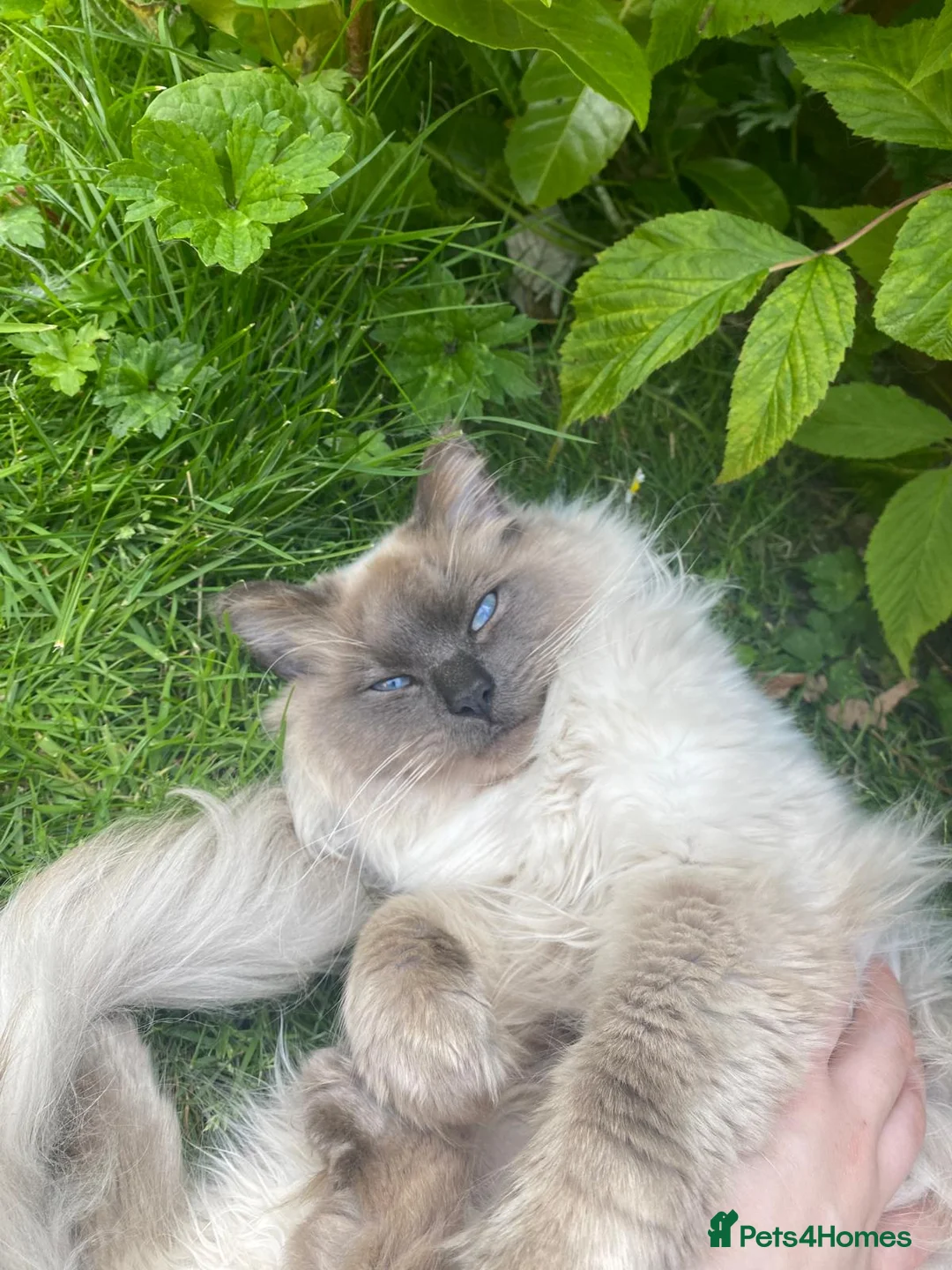 Ragdoll cats for stud: Gizmo in Preston - Advert 3