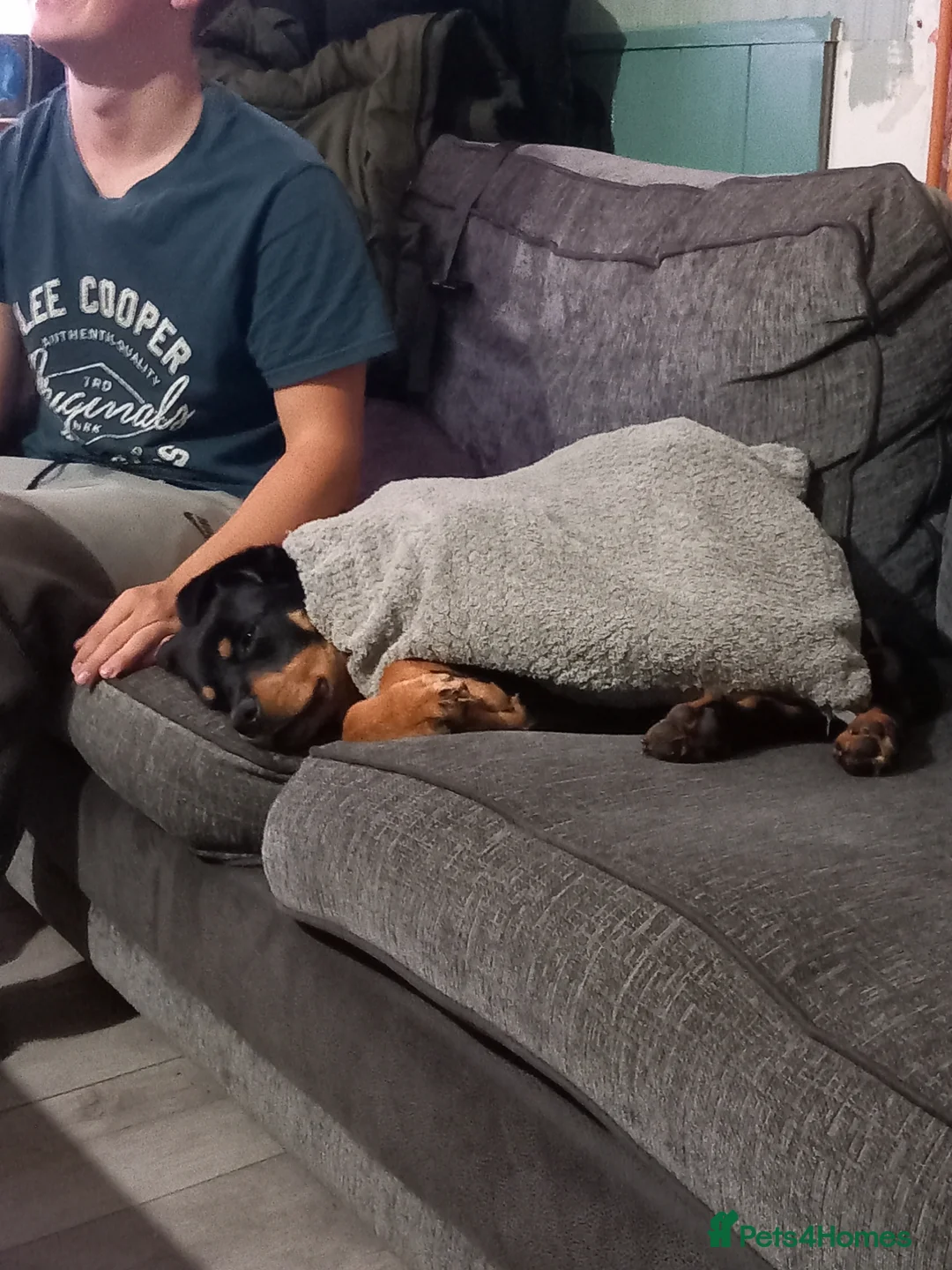 Rottweiler dogs for sale: Female Rottweiler  - Advert 4