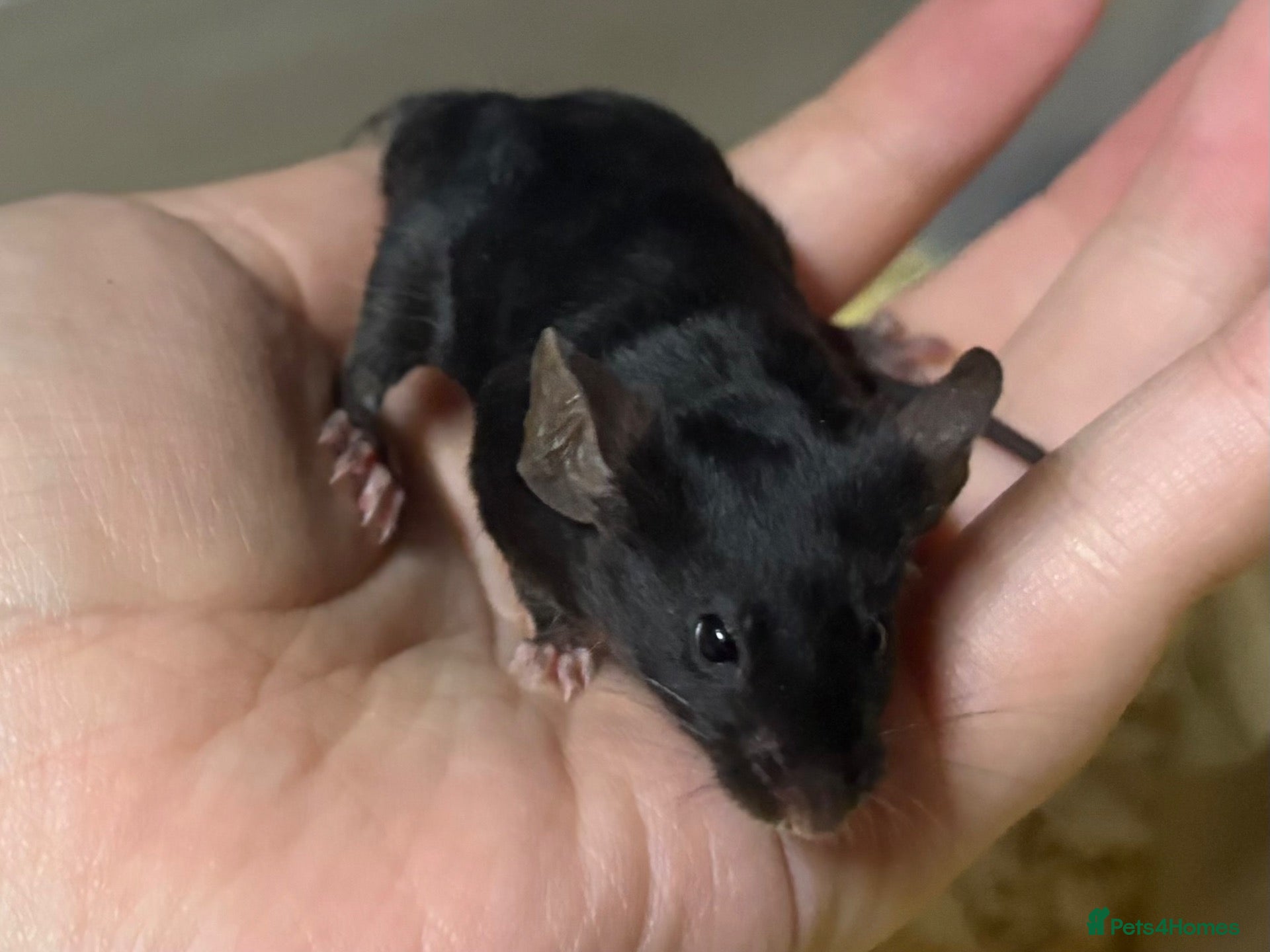 Mouse rodents FRIENDLY BABY MALE FANCY MICE FOR SALE - Advert 16