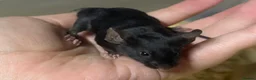 Mouse rodents for sale: AVAILABLE: FRIENDLY BABY MALE FANCY MICE FOR SALE - Advert 6