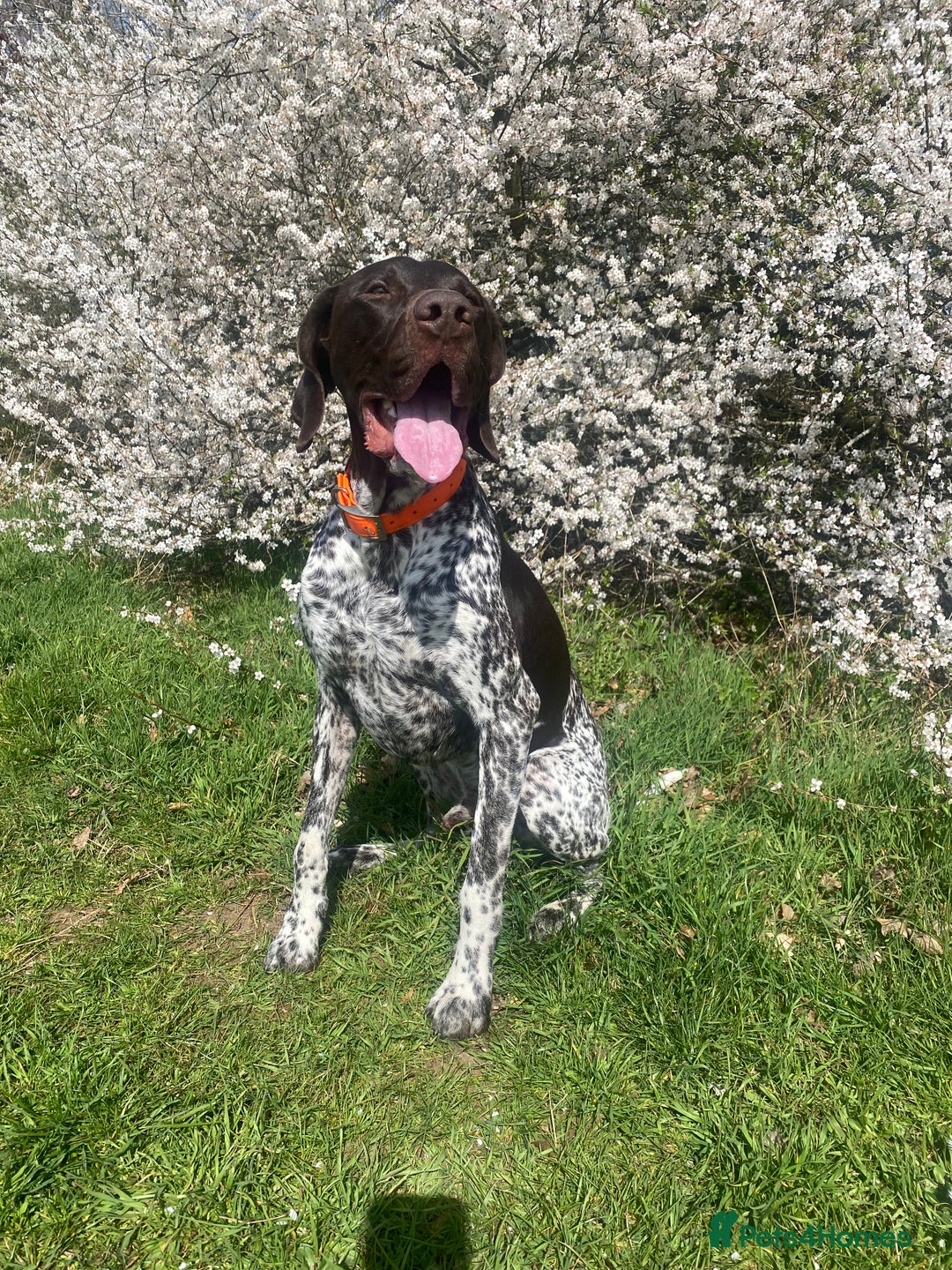German Shorthaired Pointer dogs for sale: PERFECT TOP DOG £3500 - Advert 8