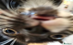 Mixed Breed cats for sale: 4 Cats ready for a new home  - Image 14