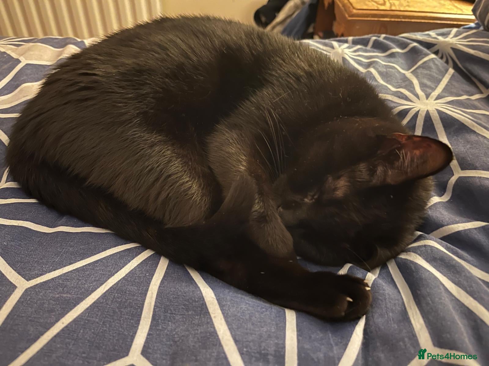 Mixed Breed cats 1 yr rescue cat desperately needs family to love - Advert 1