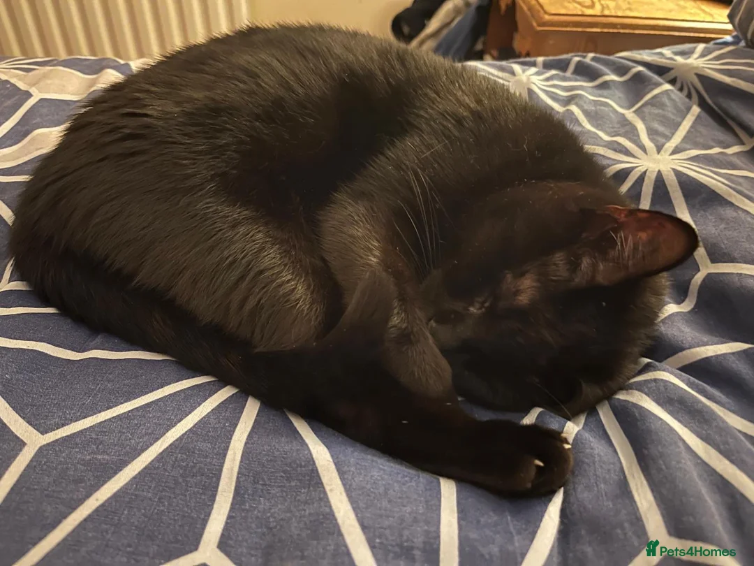 Mixed Breed cats for adoption: 1 yr rescue cat desperately needs family to love - Advert 1