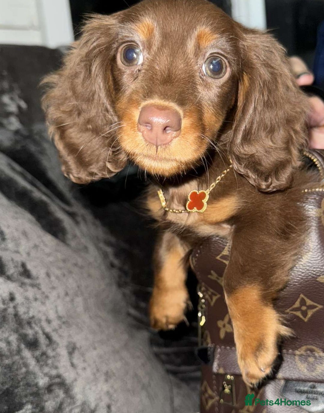Miniature Dachshund dogs for stud: ✨HECTOR✨ MINI LONG HAIRED✨ CHOCOLATE DAPPLE ✨ - Advert 6