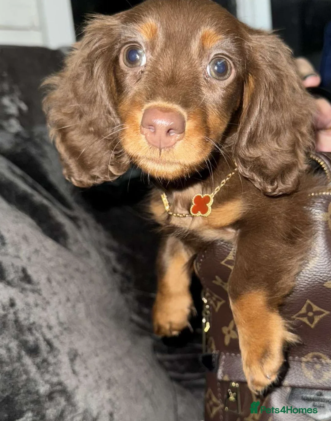 Miniature Dachshund dogs for stud: ✨HECTOR✨ MINI LONG HAIRED✨ CHOCOLATE DAPPLE ✨ - Advert 6