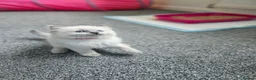 Ragdoll cats for sale: Ragdoll kittens looking new home 🏡  - Advert 24